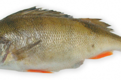 Fisk-aborre_1000