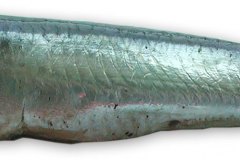 Fisk-ansjos