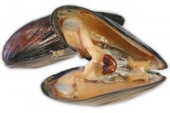 Fisk-blamusling_kombineret