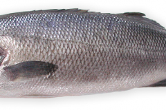 Fisk-branzino_vild_1000