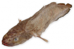 Fisk-brosme_1000