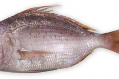 Fisk-dorade_1000