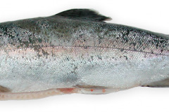 Fisk-forel_1000