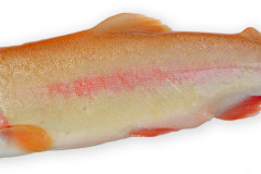 Fisk-forel_guld_1000