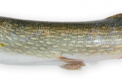 Fisk-gedde_1000