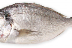 Fisk-havbras_1000