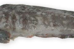 Fisk-havkat_almindelig_1000