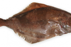 Fisk-helleflynder_1000
