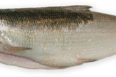 Fisk-helt_1000