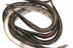 Fisk-hornfisk_1000