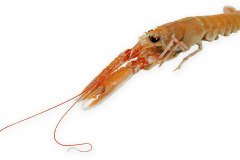 Fisk-jomfruhummer_1000