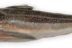 Fisk-knurhane_gra_1000