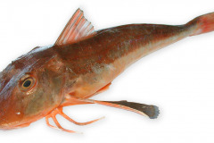 Fisk-knurhane_rod_1000