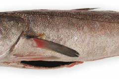 Fisk-kuller_1000