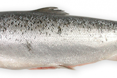 Fisk-laks_1000