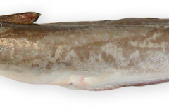 Fisk-lange_1000