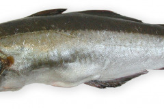 Fisk-lyssej_1000