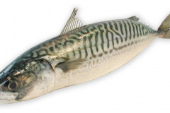 Fisk-makrel_1000
