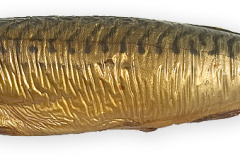 Fisk-makrel_roget_1000