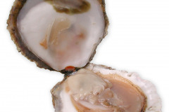 Fisk-osters_veno_aben_1000