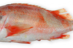 Fisk-rodfisk_1000