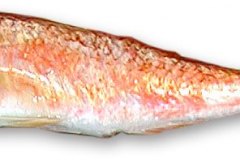 Fisk-rodmulle