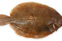Fisk-rodtunge_1000