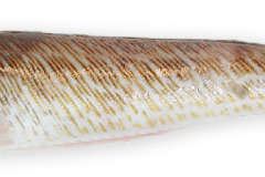 Fisk-rundfisk_fjasing_1000