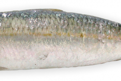 Fisk-sardin_1000
