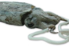Fisk-seppia