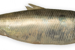 Fisk-sild_1000