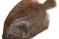 Fisk-slethvar_1000