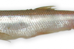 Fisk-smelt_1000