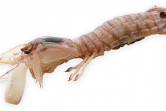 Fisk-soknaler1_1000