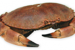 Fisk-taskekrabbe_1000