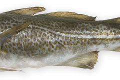 Fisk-torsk_1000