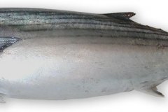 Fisk-tun_lille_1000