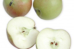 Frugt-able_braeburn_1000