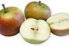 Frugt-able_cox_orange_1000