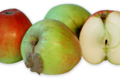Frugt-able_guldborg_1000