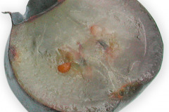 Frugt-bar_blabar_single_1000