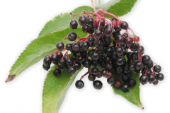 Frugt-bar_hyldebar_1000