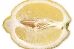 Frugt-citrus_citron_langsnit_1000