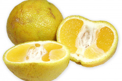 Frugt-citrus_ugli_1000
