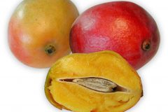 Frugt-mango