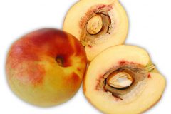 Frugt-nektarin