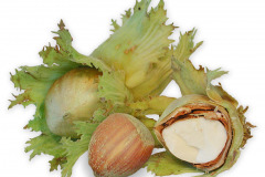 Frugt-nod_hasselnod_1000