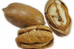 Frugt-nod_pekannod_1000