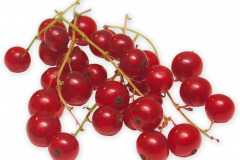 Frugt-ribsklase_1000